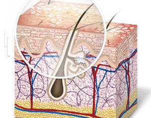 Diagram of skin layers, highlighting hair follicle structure and underlying blood vessels.
