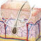 Illustration of skin layers, showing the epidermis, dermis, and subcutaneous tissue, with an inset highlighting a hair follicle and associated structures.
