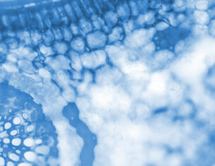 Close-up of blue-tinted microscopic tissue, showcasing intricate cellular patterns and structures.