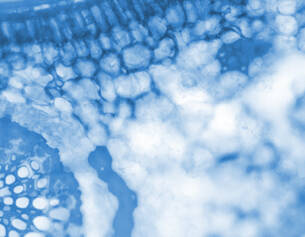 Close-up of blue-tinted microscopic tissue, showcasing intricate cellular patterns and structures.