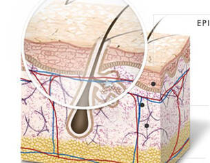 UNDERSTANDING AGEING SKIN