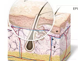 UNDERSTANDING AGEING SKIN