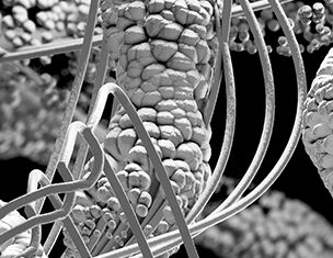 Close-up of intricate molecular structures, showcasing interconnected threads and granular textures in a grayscale view.