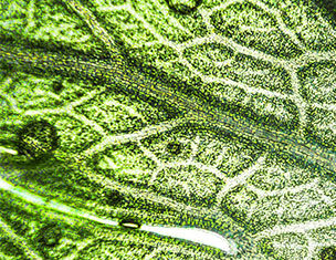 Close-up of a green leaf showing intricate vein patterns and water droplets on its surface.