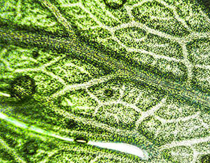 Close-up of a green leaf showing intricate vein patterns and water droplets on its surface.