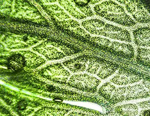 Close-up of a green leaf showing intricate vein patterns and water droplets on its surface.