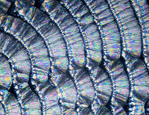 Close-up of iridescent scales, showcasing a shimmering pattern with metallic hues and intricate textures.