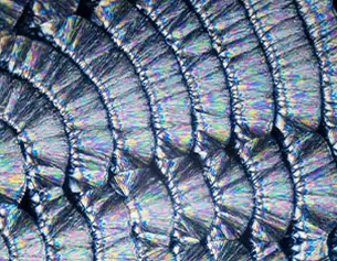 Close-up of iridescent scales, showcasing a shimmering pattern with metallic hues and intricate textures.