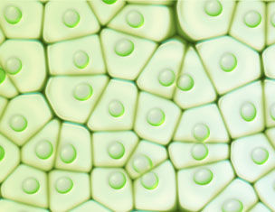 Close-up of plant cells showing a hexagonal structure with green chloroplasts in a light green background.