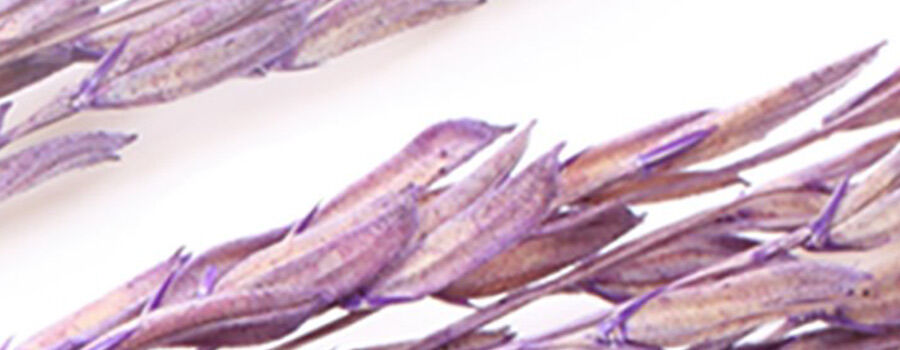 Vibrant purple dried grass stems arranged against a white background, showcasing their delicate shapes and textures.