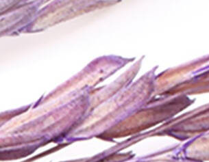 Vibrant purple dried grass stems arranged against a white background, showcasing their delicate shapes and textures.