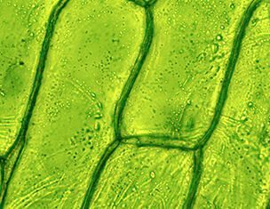 Microscopic view of green plant cells, showcasing their chloroplasts and cell wall structure.