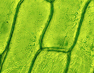Microscopic view of green plant cells, showcasing their chloroplasts and cell wall structure.