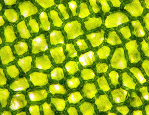 Close-up of green plant cell structure, showcasing a textured pattern of hexagonal cells with light reflections.