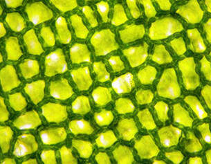 Close-up of green plant cell structure, showcasing a textured pattern of hexagonal cells with light reflections.