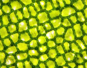 Close-up of green plant cell structure, showcasing a textured pattern of hexagonal cells with light reflections.
