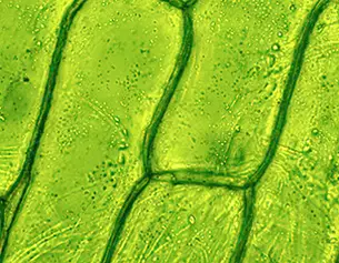 Microscopic view of plant leaf cells displaying intricate green structures and cell walls under magnification.