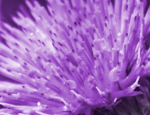 Close-up of a purple thistle flower, showcasing its spiky petals and dew droplets glistening in soft light.
