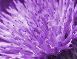 Close-up of a purple thistle flower, showcasing its spiky petals and dew droplets glistening in soft light.