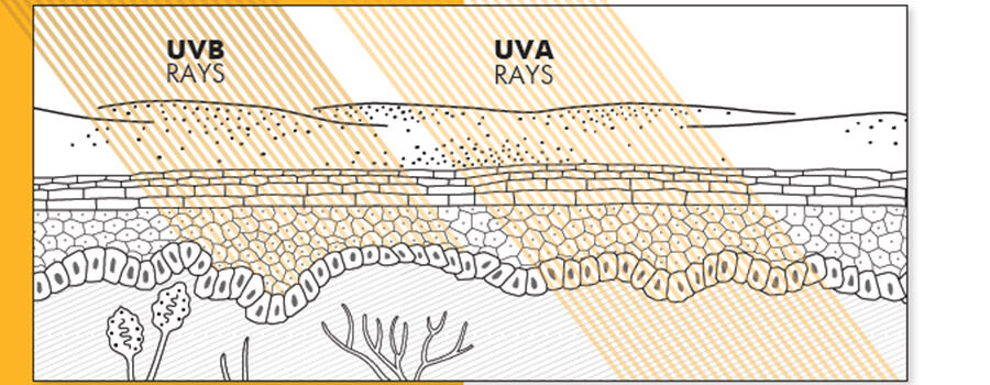 Diagram illustrating UVB and UVA rays penetrating the skin, showing different layers and effects on skin cells.