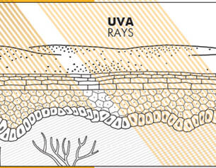 Diagram illustrating UVB and UVA rays penetrating the skin, showing different layers and effects on skin cells.