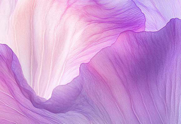 Close-up of delicate, layered petals in soft shades of pink and purple, showcasing intricate textures and patterns.