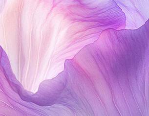 Close-up of delicate, layered petals in soft shades of pink and purple, showcasing intricate textures and patterns.